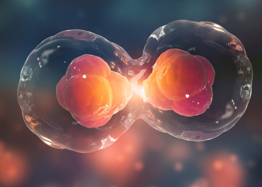 ヒト幹細胞が拓く日本の再生医療ビジネス｜規制と事業化の課題を解説